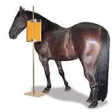 Equine Cassette/CR-Plate Holder