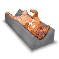 Large Vet Immobilizer